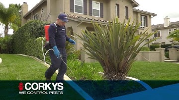 Thank You and Welcome to Corky