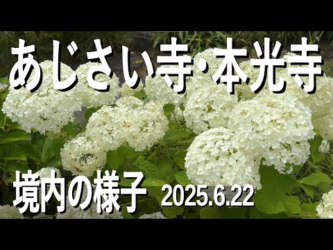 愛知県幸田町・あじさい寺（本光寺）の開花の様子、この日は7～8分咲き程度、境内、愛知県幸田町 Honkou-ji, Koda-cho, AICH（2025年6月22日）