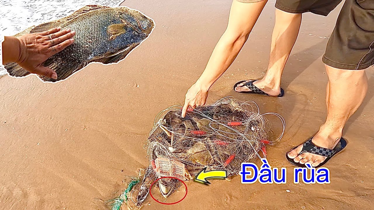 Phát Hiện Bộ Xương Rùa Dính Lưới Trên Bờ Biển Khi Cắm Trại Bất Đắt Dĩ ...