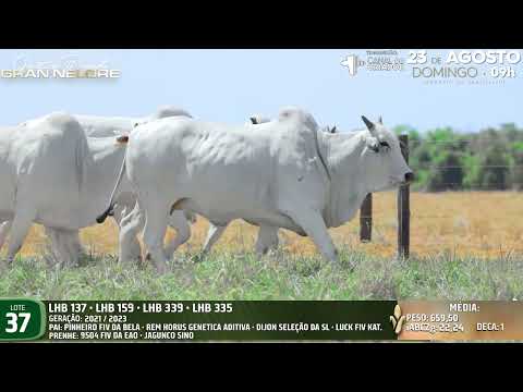 LOTE 37