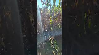2025 Halloween Special!!🎃👻|Corn Maze Mania with Mr. E!|Part 7