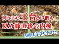 【 ニホンミツバチ 】王台がまだ9個も...  夏分蜂直後の内検　6個程とりました。