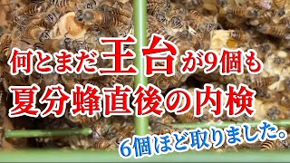 【 ニホンミツバチ 】王台がまだ9個も...  夏分蜂直後の内検　6個程とりました。