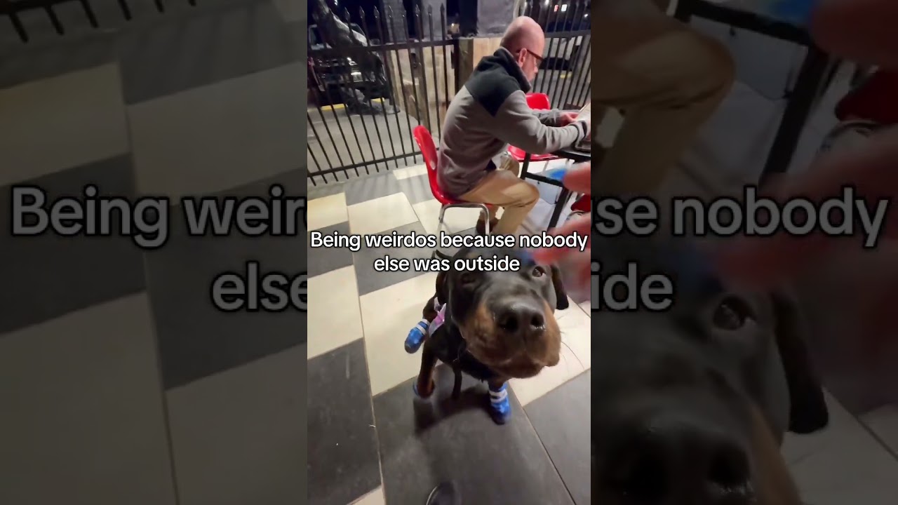 Outing !! #servicedog #dogcommunity #servicedogcommunity #sdit #mha #awesome #babyanimal