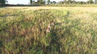 Kangaroos Vs Drone - DJI Phantom 3