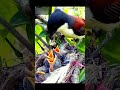 Mother bird feeding her chicks#birds#chicks#motherbirds#feeding#manybirds