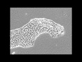 Scientific Reports Leader Cells Regulate Collective Cell Migration Via Rac Activation mp3