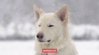 La Vida En Camara Lenta Shutterstock