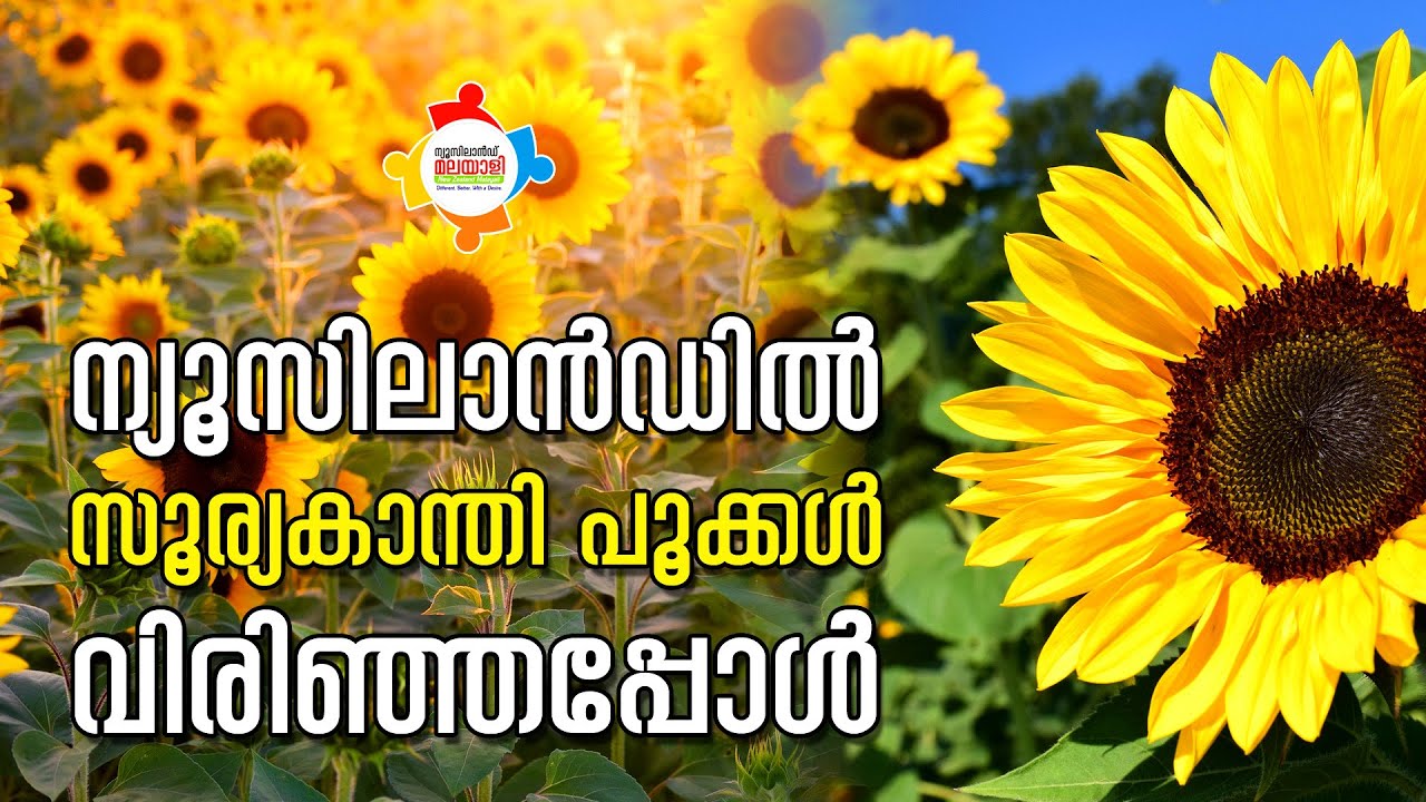 Sunflower Field / New Zealand Malayali YouTube