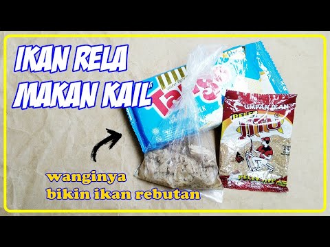 umpan-jitu-ikan-mas-murah-meriah-mancing-harian-|-belajar-mancing-#54