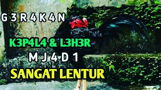 Cara Ikat Ekor Agar Kpala Dan Leher Lentur