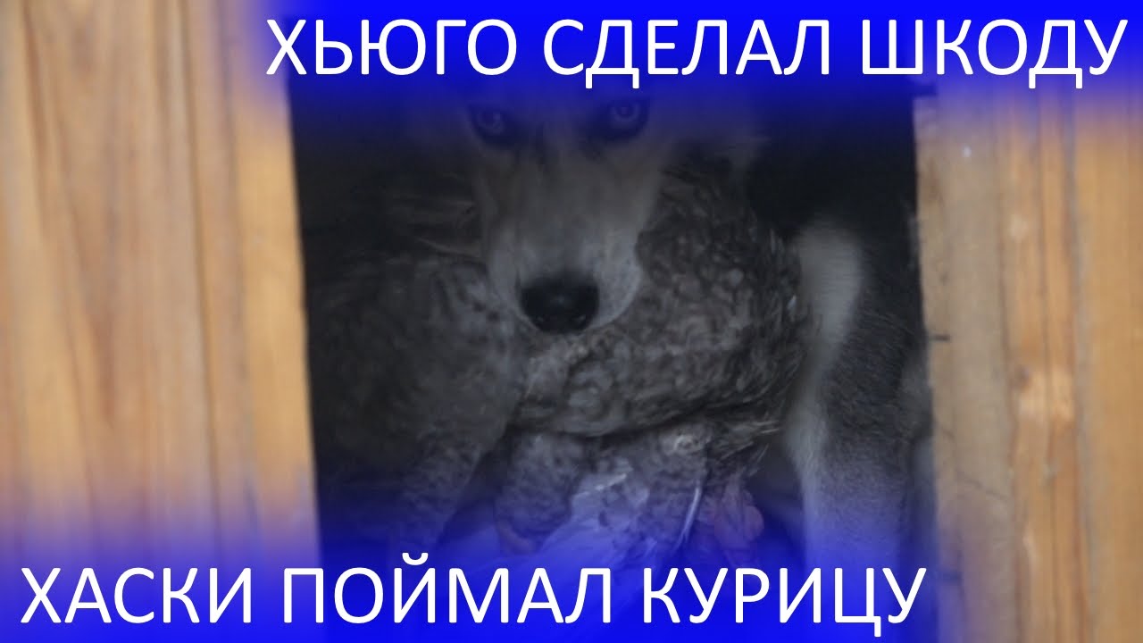Кто сделал шкоду