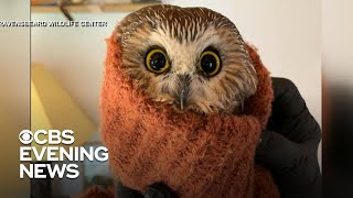 Displaced owl found in Rockefeller Christmas could take flight as soon as Monday
