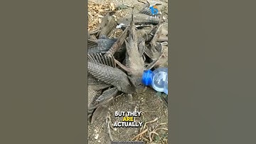 Are these fish dead?