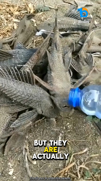 Are these fish dead?