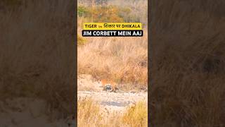 Tiger सफारी में Attack पर  #dhikala #jimcorbett #tiger #trending #wildlife #shorts #pilibhit