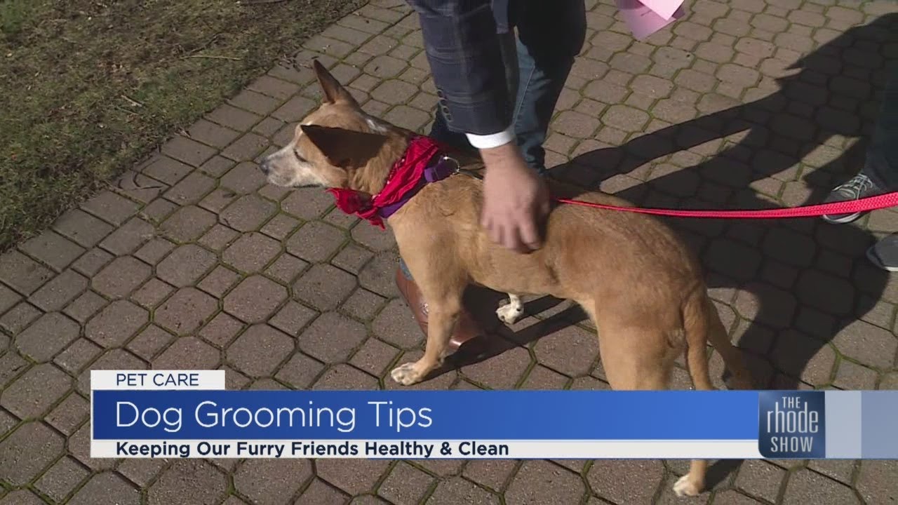RISPCA shares pet grooming tips
