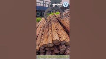 Forest logging loading process: Round Timber Logs Preparation Sorting Processing