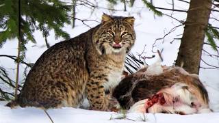 Famous BOBCAT ─ Even Rattlesnakes and Deer Wouldn't Dare Cross Its Path! Profile
