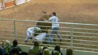2008 Matagorda Fair and Rodeo "Wild Cow Saddling"