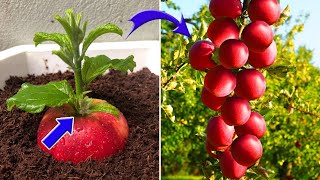 It's a pity if you don't know this apple breeding method | Relax Garden by Relax Garden 8,594 views 1 month ago 18 minutes
