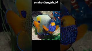 Blue-Faced Angel Fish Nature Thoughts 14