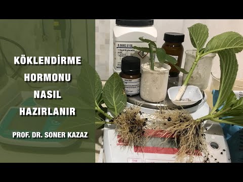 Video: Hvordan fremmer auxin geotropisme?