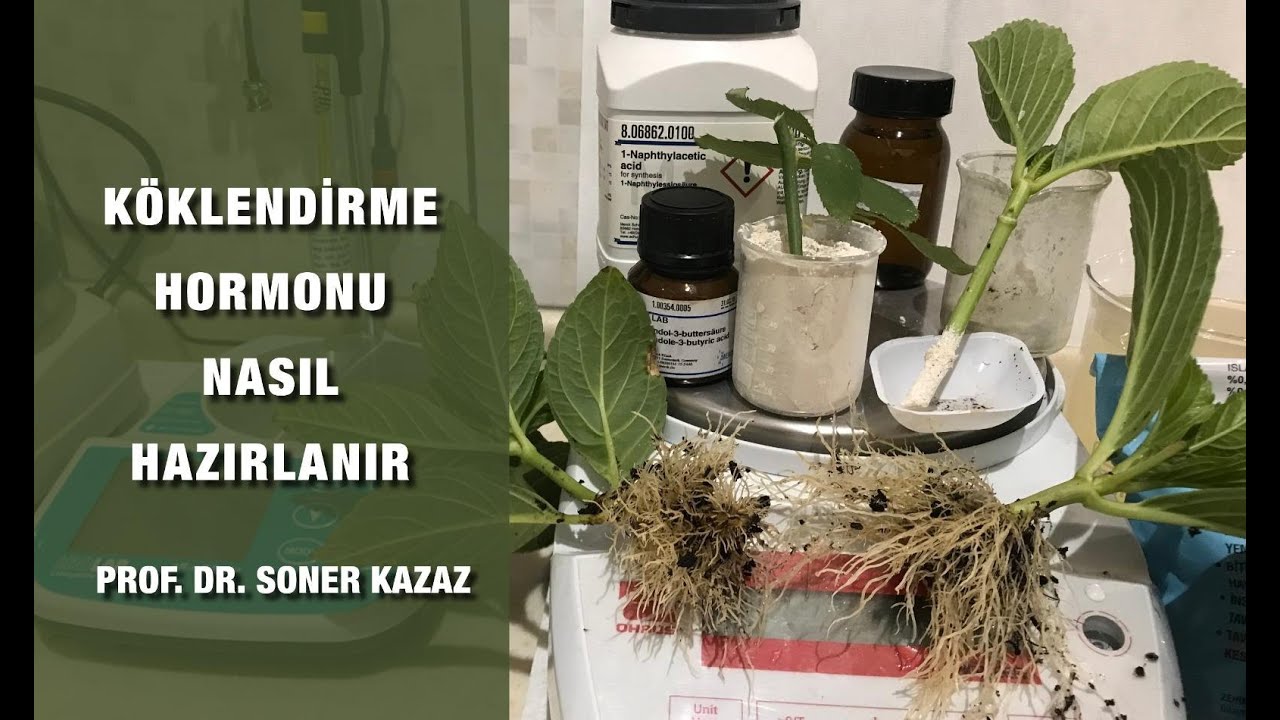 КАК СДЕЛАТЬ УПРАВЛЯЮЩИЙ ГОРМОН?