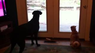 Dogs barking at rabbit