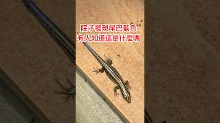 尾巴藍色，爪子很長，這是什麼呀？ #天天都有新鮮事