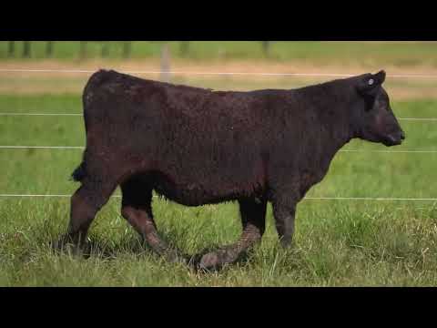 BAF LOTE 16   TAT 4328 F ANGUS