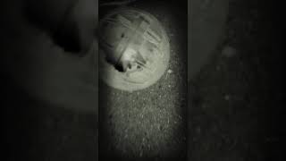 Ghost hamster