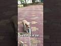 वफादारी हो तो ऐसा ll #dog #animals #shorts