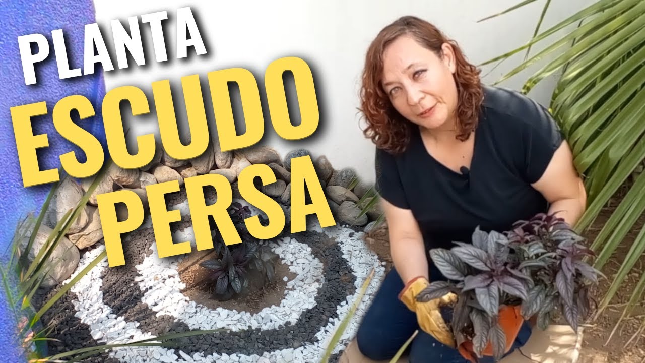 Planta Escudo Persa en una Jardinera