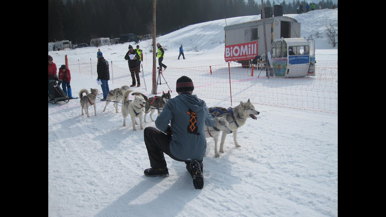 La course de traîneaux à chiens aux Mosses, mars 2015 YouTube