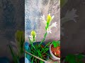 Lilly 🤩#love #nature #telugushorts