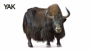 The Yak - The Grunting Sound