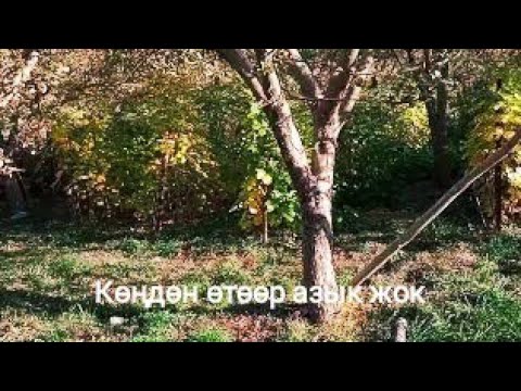 Video: Органикалык азык деген эмне