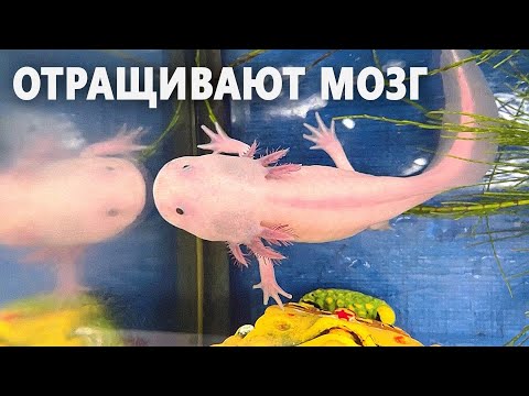 Редких личинок, способных регенерировать мозг, спасают в Мексике