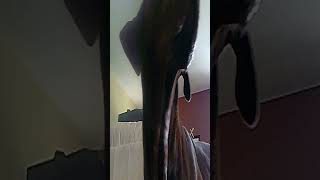 Built Like A Baked Bean