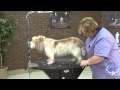 How to Groom a Pet Petit Basset Griffon Vendéen with Lisa Leady