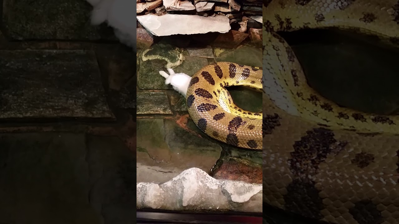 camera iphone 8 plus apk Anaconda eating a rabbit