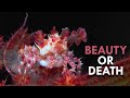Decorator Crabs: Fashionistas of the Sea Decorator Crabs: Fashionistas of the Sea