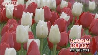 18万球のチューリップ見頃　東京・昭和記念公園（12/04/21）