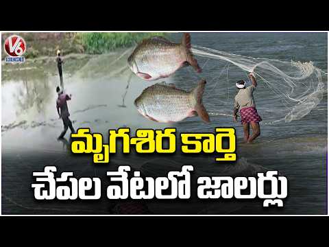 Fisherman Out For Fishing On Occasion Of Mrigashira Karte In Jammikunta | Karimnagar | V6 News - V6NEWSTELUGU
