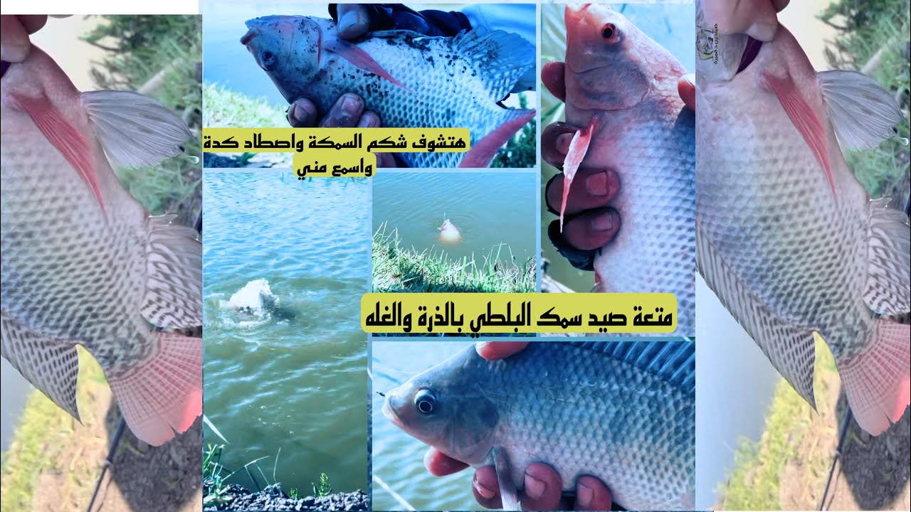 معركة صيد سمك طبعا بسنان 😂وأحلي  إثارة  بالغلة والذرة بعد صبرك  لازم تتمتع 👌#fishing