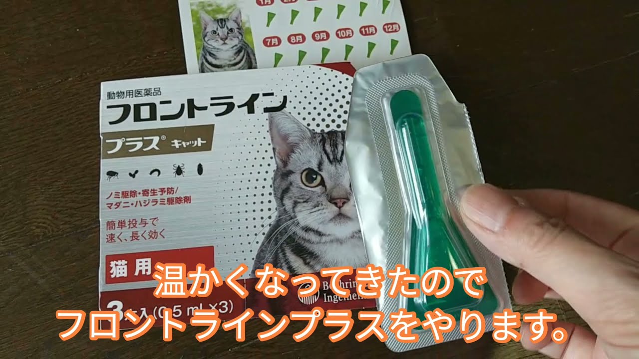 フロントラインプラス自分でやってみた。ノミ・ダニ駆除【保護猫 