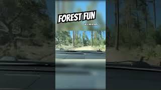 POV Driving Through a Forest 🌲🚗 | Relaxing Time-Lapse Road Trip