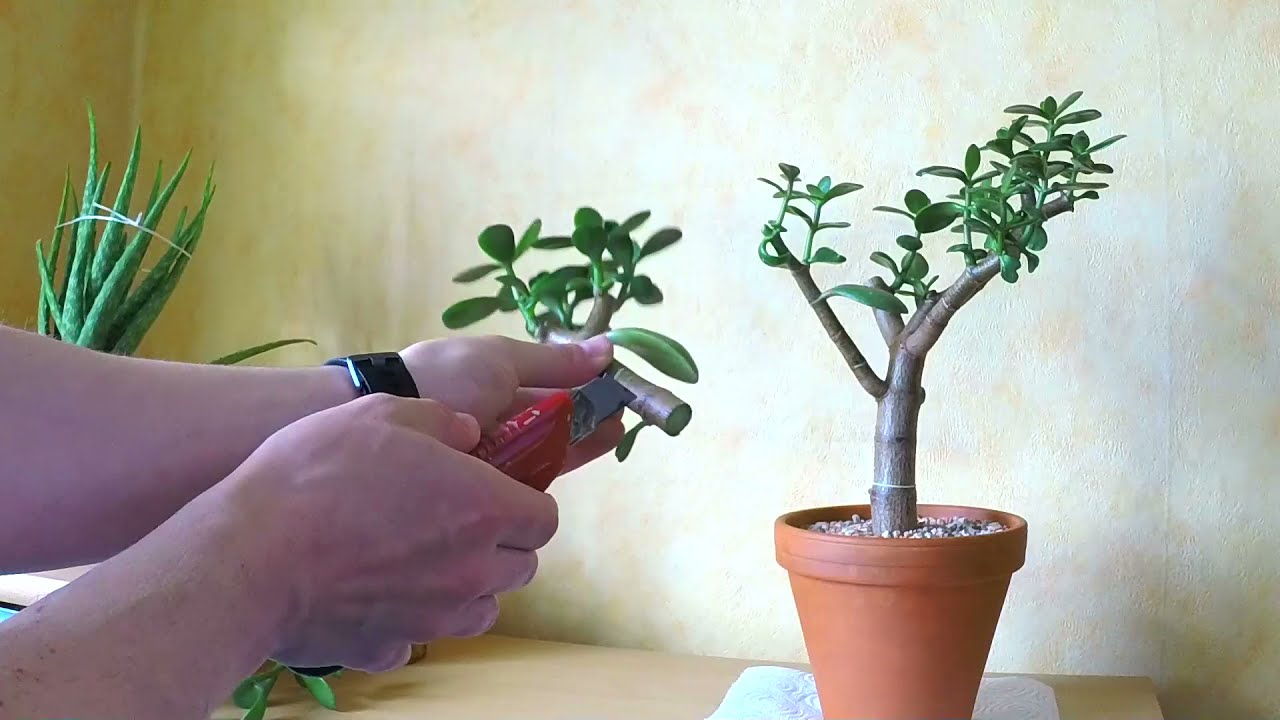 bonsai moos kaufen Wandkunst aus Moos 