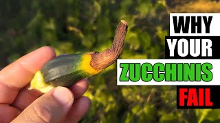 5 Reasons Zucchinis Fail  Garden Quickie Episode 92